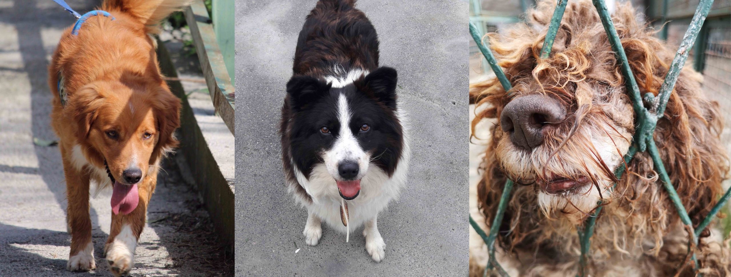 Adozione cani Genova