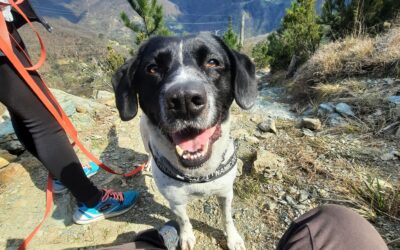 RALPH – volato sul ponte