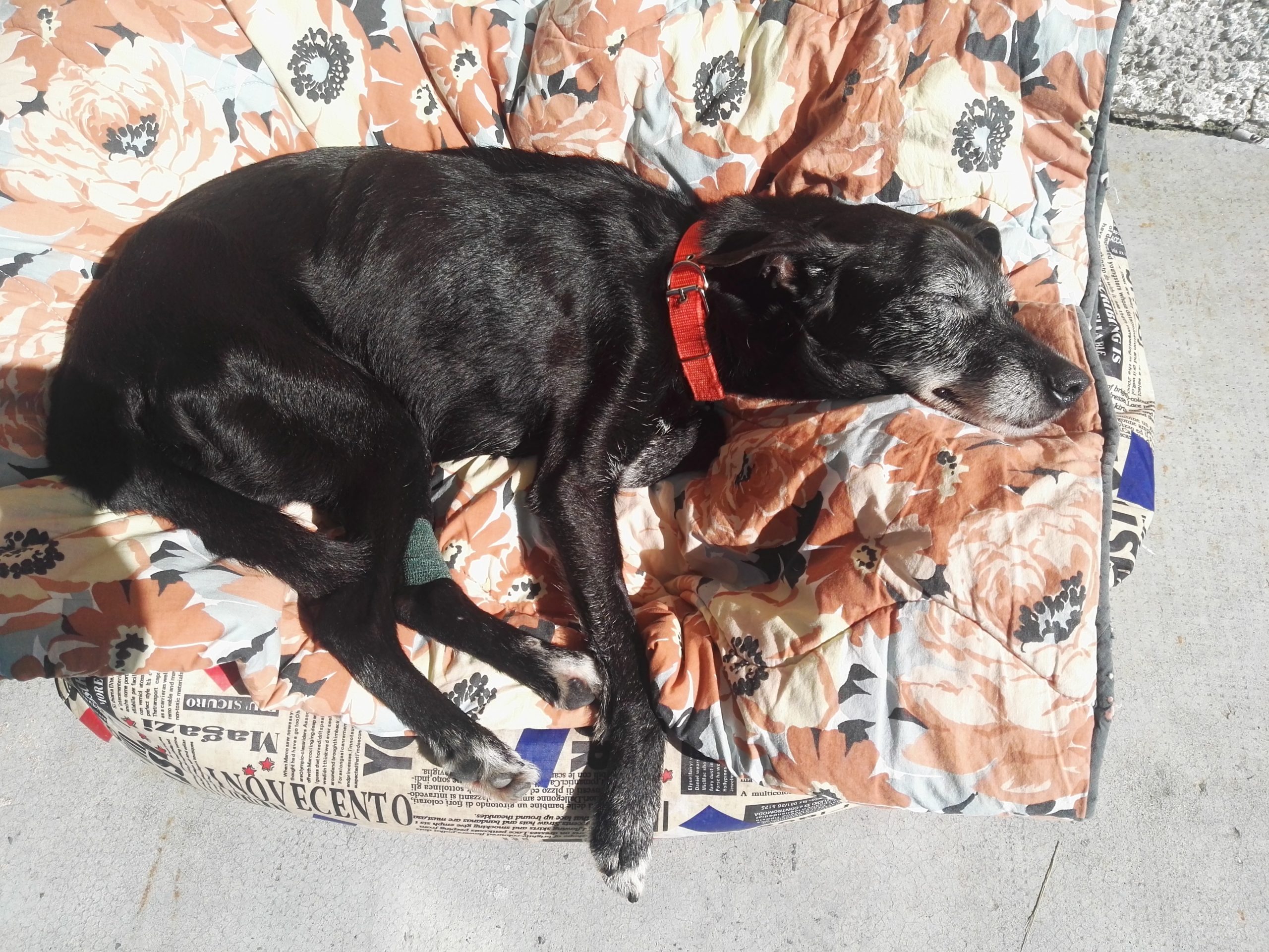 Adozione cani Genova