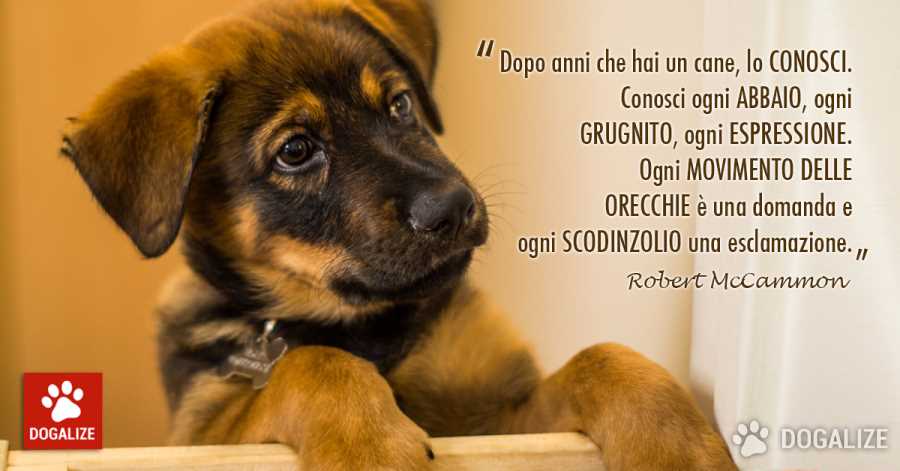 Associazione cani randagi Genova