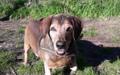 SINATRA – VOLATO SUL PONTE