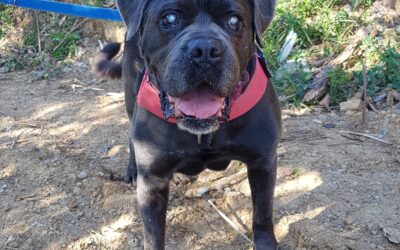 DAXEL – VOLATO SUL PONTE