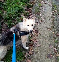 FULMINE – ADOTTATO