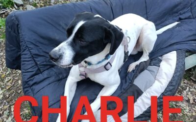 CHARLIE – ADOTTATO