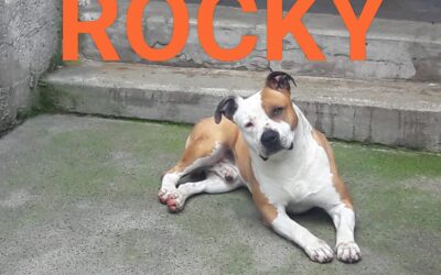 ROCKY – ADOTTATO