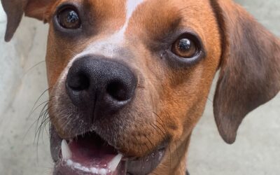 BISCOTTO – ADOTTATO